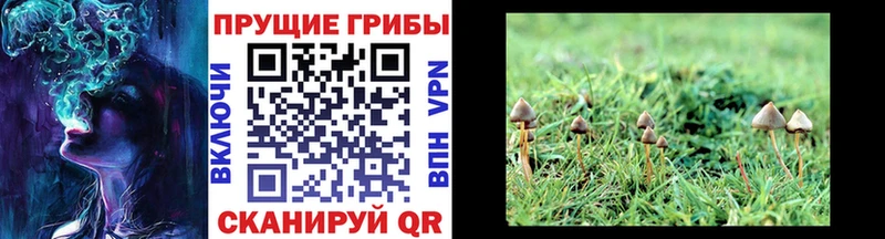 Галлюциногенные грибы ЛСД  Емва 